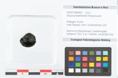 Foto (Objekt + Etikett) von Sequoia bowerbankii Ettingshausen (NHMW-GEO-2024-0188-8961)